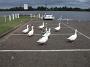 ducks 002